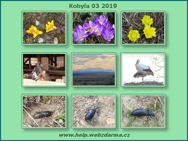 Kobyla 03
